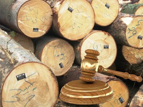 Article Aukcie dreva